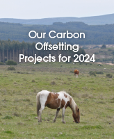 Our Carbon Offsetting Projects for 2024 on top of a photo of a horse in the woods